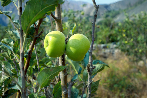 Green apples on your plant photo