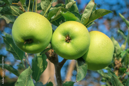 Green apples on your plant photo