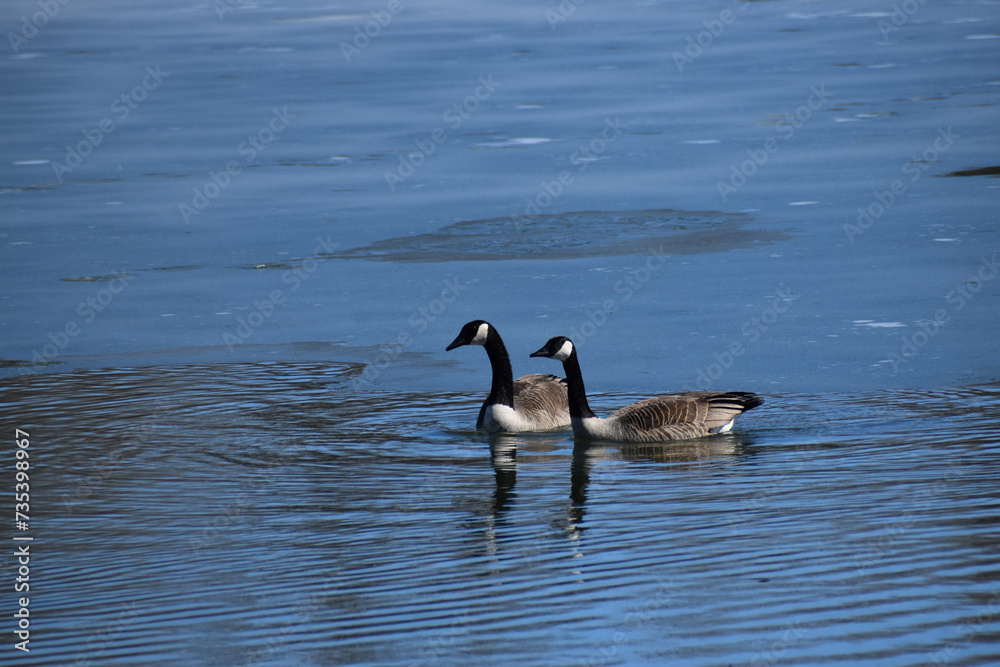 Partially ice covered pond with several Canadian Geese migrating back north on a sunny early spring day