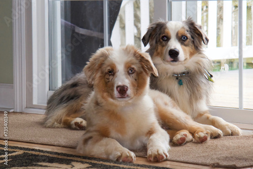 two dogs sitting on the floor