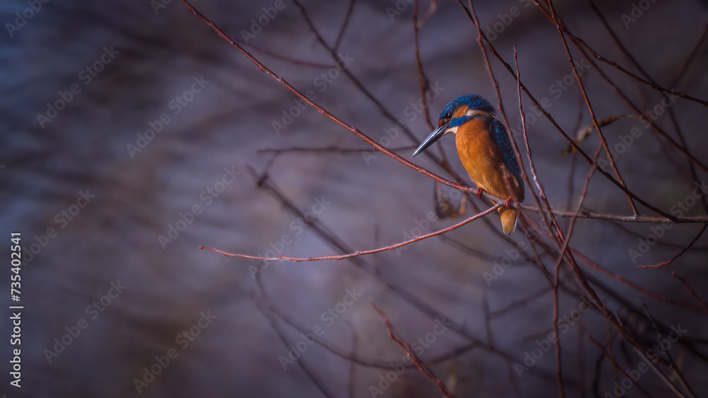 Common kingfisher (Alcedo atthis) perched on branch Common kingfisher (Alcedo atthis) perched on branch