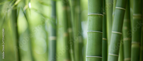Floresta de bambu com folhas verdes e fundo bokeh, close-up