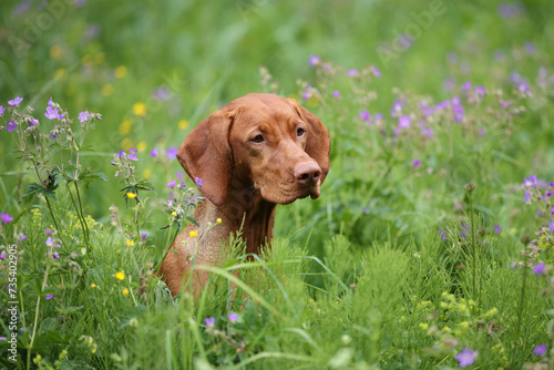 Beautiful Hungarian Vizsla dog in the tall grass
