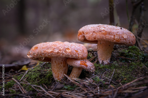 Saffron milk cap mushrooms (Lactarius deliciosus) in forest