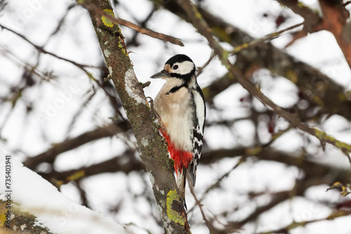 Great spotted woodpecker (Dendrocopos major) sitting on the snowy branch of European wild apple (Malus sylvestris), Belarus
