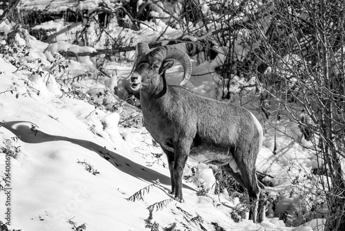 Fototapeta Naklejka Na Ścianę i Meble -  Classic Black and White wildlife art of a Bighorn Ram on a snow-covered mountainside in Yellowstone National Park in Wyoming, USA during winter.