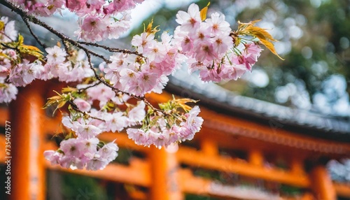 cherry blossoms at fushimi inari taisha shrine in kyoto japan photo