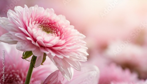 soft pink background