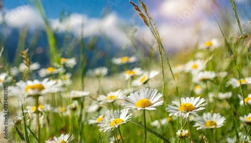 meadow with wild flowers daisies and grass