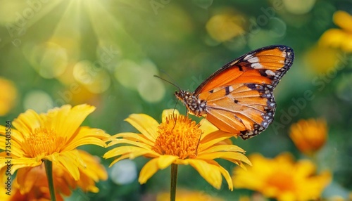orange butterflies on yellow flowers in a garden summer wonderland banner format © Pauline