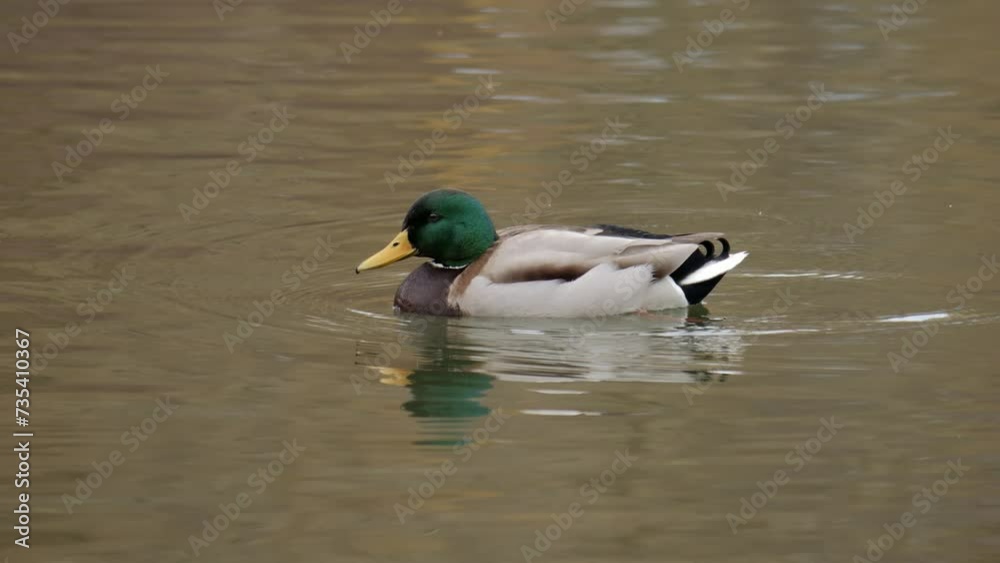 Wild birds. Duck close up. Ducks searching food. Wild birds. Duck close up. Ducks searching food.