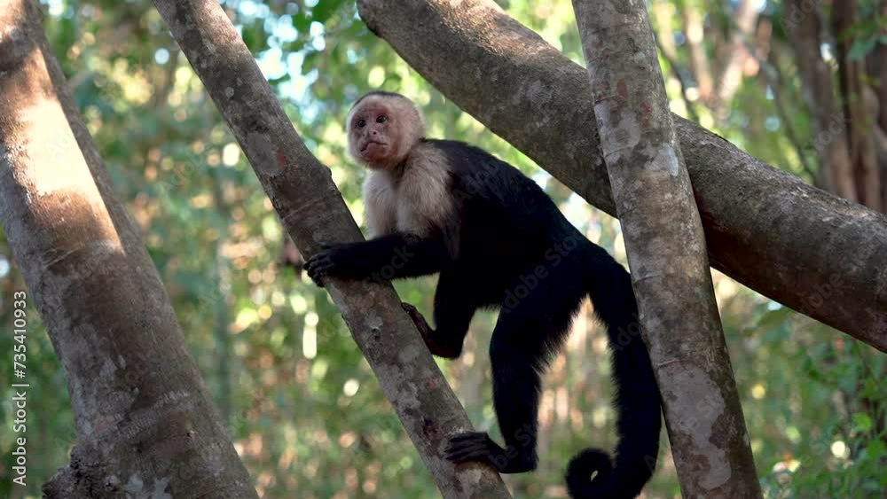 white faced monkey
