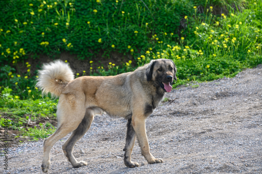 portrait of a dog in winter in Cyprus 5