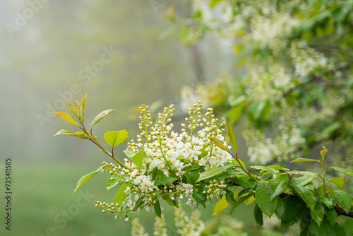 Blooming bird cherry on a foggy spring day.  Bird cherry, hackberry, hagberry, or Mayday tree (Prunus padus). photo
