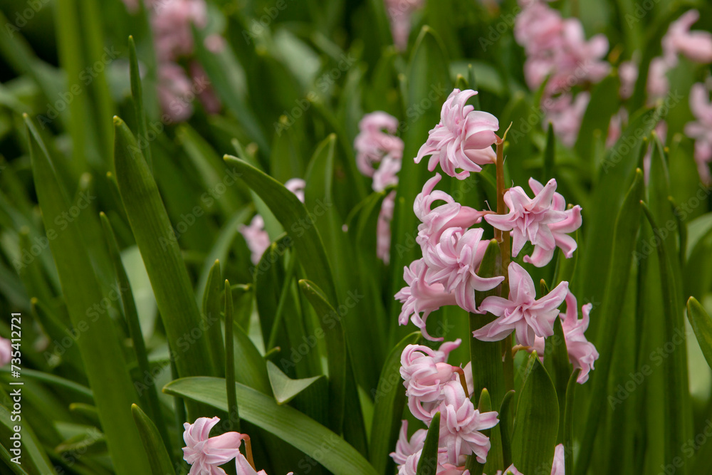 Pink hyacinth flower in domestic garden. Spring floral background. Greeting card.