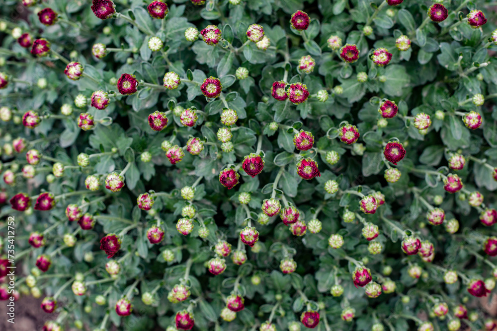Red chrysanthemum plantation at the beginning of flowering. Buds cover the entire frame. Close-up, selective focus.