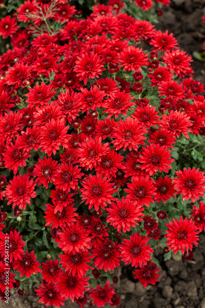 Bush of red maroon chrysanthemums in the garden or store.