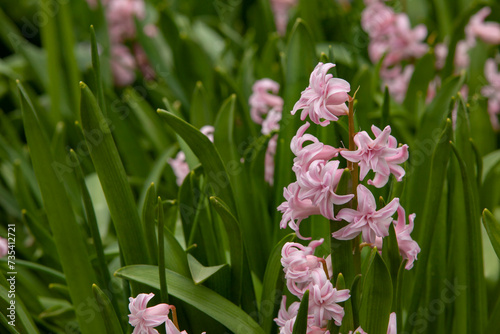 Obraz na płótnie Pink hyacinth flower in domestic garden. Spring floral background. Greeting card. w salonie