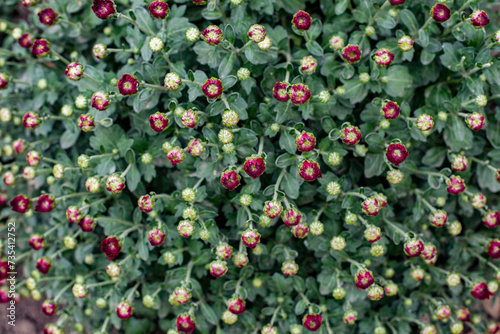 Obraz na płótnie Red chrysanthemum plantation at the beginning of flowering. Buds cover the entire frame. Close-up, selective focus. w salonie