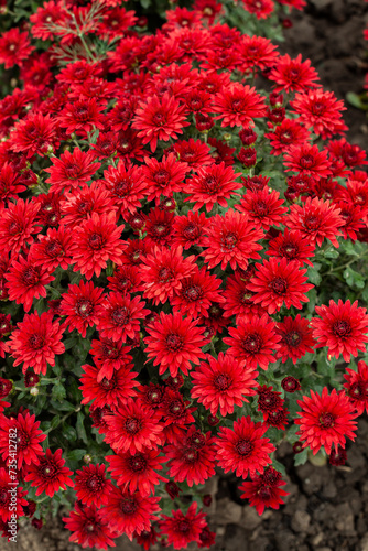 Obraz na płótnie Bush of red maroon chrysanthemums in the garden or store. w salonie