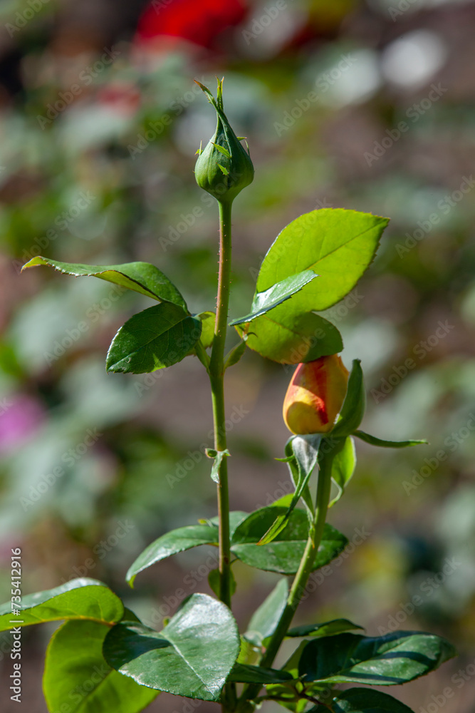 Two closed rose buds in the garden. Amateur gardening and floriculture concept. Selective focus, close-up.