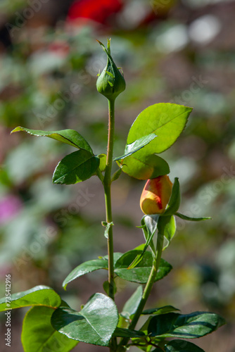 Obraz na płótnie Two closed rose buds in the garden. Amateur gardening and floriculture concept. Selective focus, close-up. w salonie
