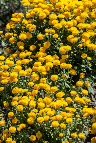 Bush of yellow chrysanthemums in a plant nursery or garden.