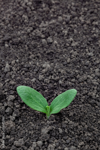 Obraz na płótnie Sunflower sprout. The first leaves of the plant. Beginning and care concept. w salonie