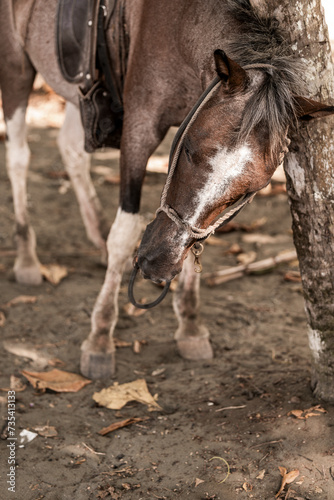 Costa Rica horse eating coconut pony touristic 