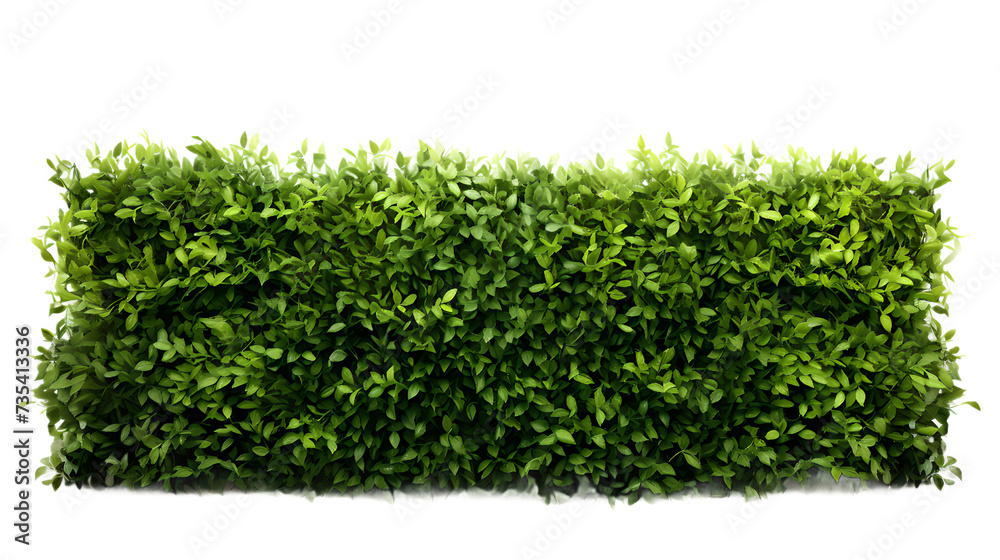 lush green hedge trimmed neatly on transparent background lush green hedge trimmed neatly on transparent background