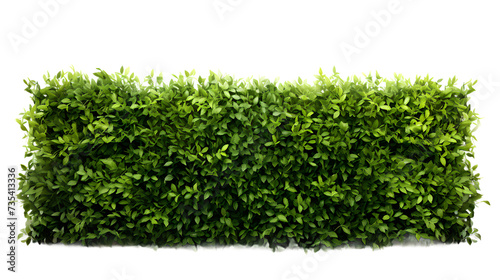 lush green hedge trimmed neatly on transparent background