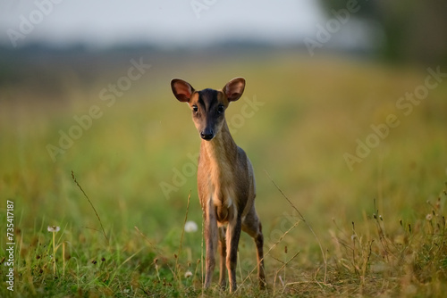 Muntjac