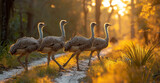 Four ostriches walking on road at sunset. Ostrich farm