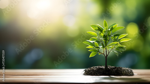 Small tree growing with sunshine in garden. eco concept Free Photo,,
illustration of growing mint plant in green pot with loamy soil placed on table
 photo