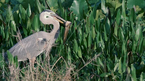 Great blue heron bird catches huge fish in a swamp