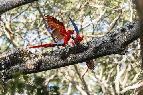 Beautiful scarlet macaw birds in Costa Rica  © PIC by Femke