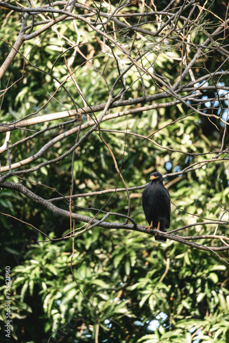 Common black hawk sitting in tree 