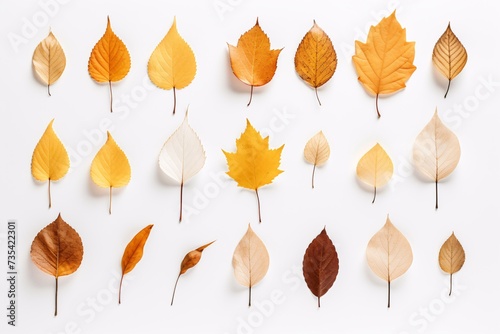 a group of different colored leaves