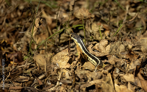 The common garter snake (Thamnophis sirtalis)  photo