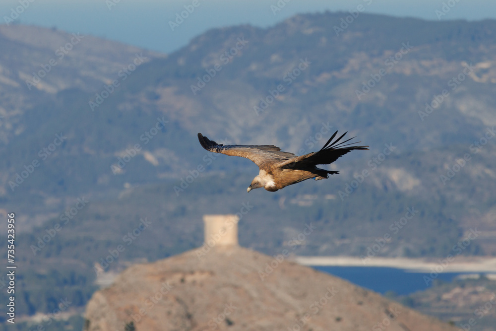 Naklejka premium Gyps fulvus volando cerca de torre medieval y el pantano de Beniarrés al fondo, España