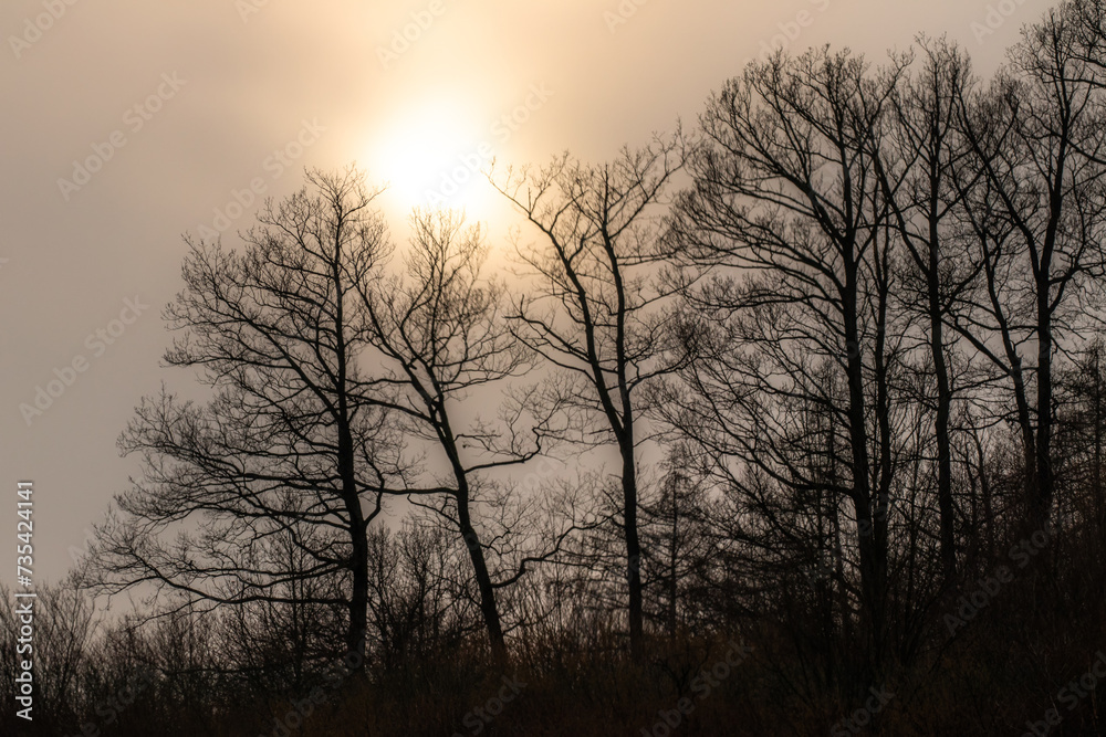 Silhouette of leafy trees in winter, with a cloudy sky through which the sun shines