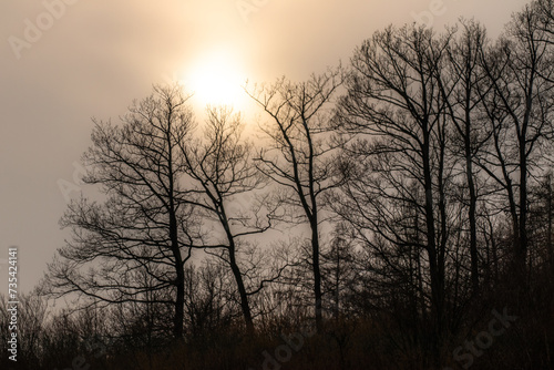 Silhouette of leafy trees in winter  with a cloudy sky through which the sun shines