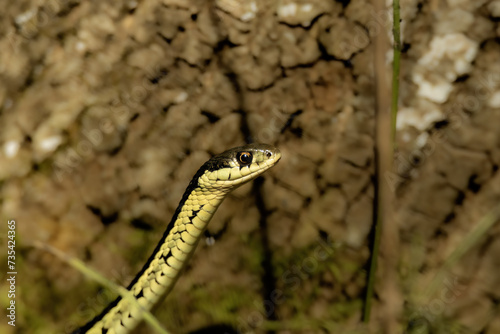 The common garter snake (Thamnophis sirtalis) in Wisconsin state park photo