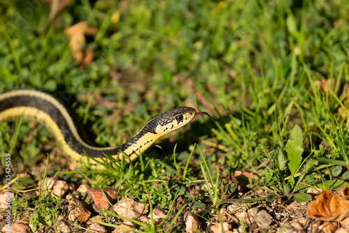 The common garter snake (Thamnophis sirtalis) 