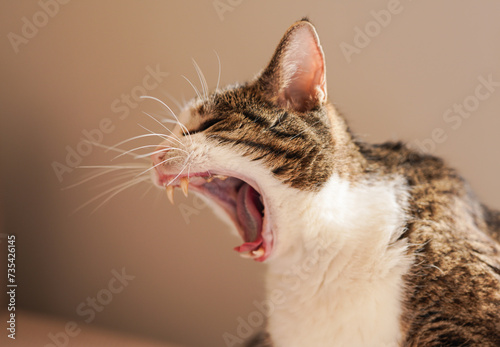 A yawning cat