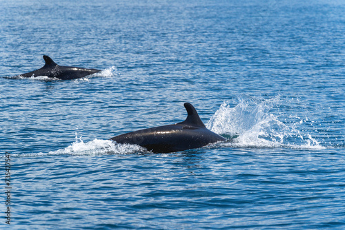 False orca dolphins jumping out of the sea ocean
