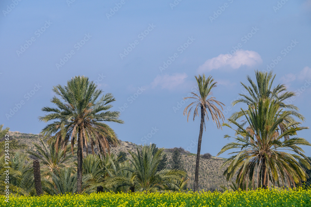 Fototapeta premium date grove in winter in Cyprus 6