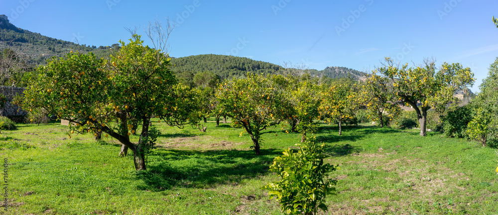 Sunlit Citrus Orchard Flourishing in the Verdant Landscape of Ma