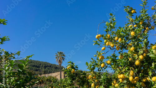 Vibrant Lemon Trees Laden with Fruit Under the Mediterranean Sun