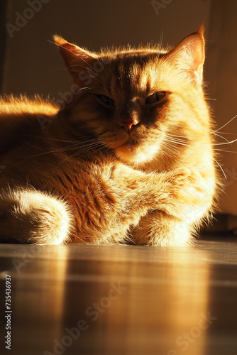 Wielki rudy kot pod słonecznym światłem